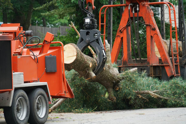 Why Choose Our Tree Removal Services in Copperton, UT?