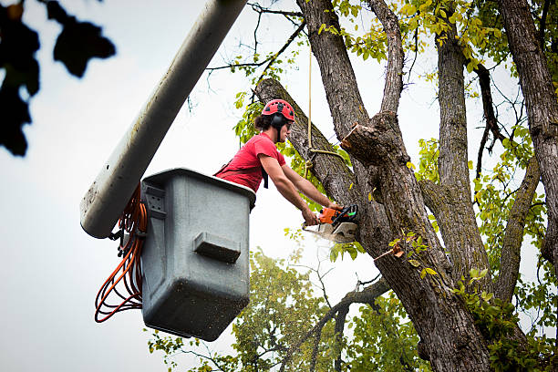 Best Utility Line Clearance  in Copperton, UT