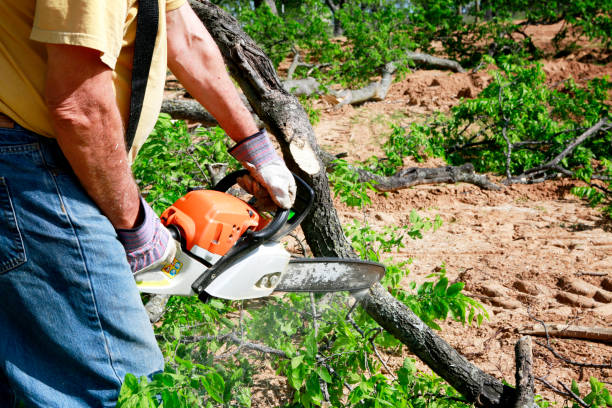 Professional  Tree Services in Copperton, UT